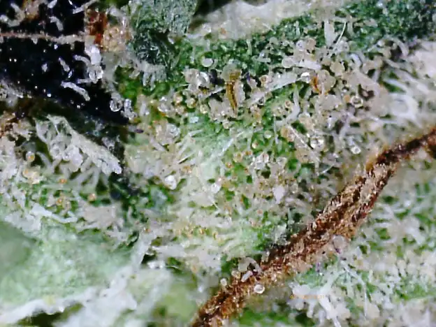 Close up of cannabis trichomes